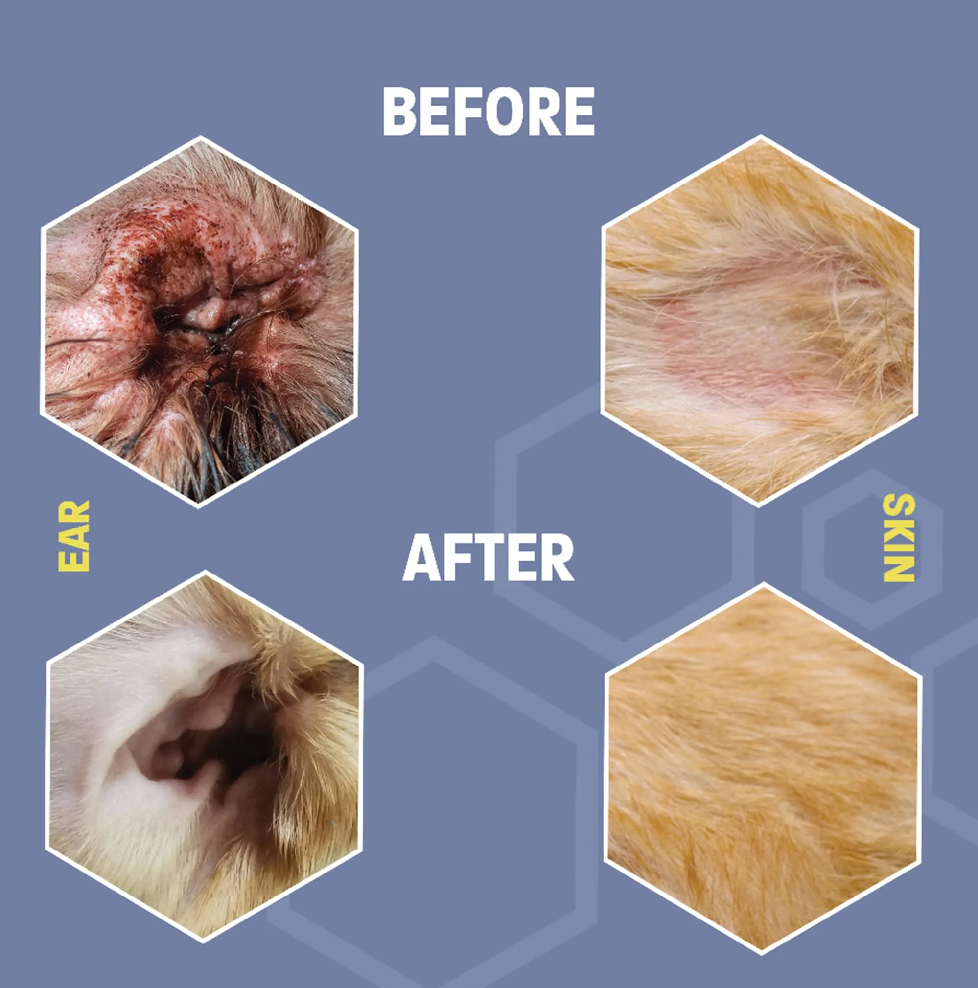Antiseptic Flush for Cat & Dog Itch Relief