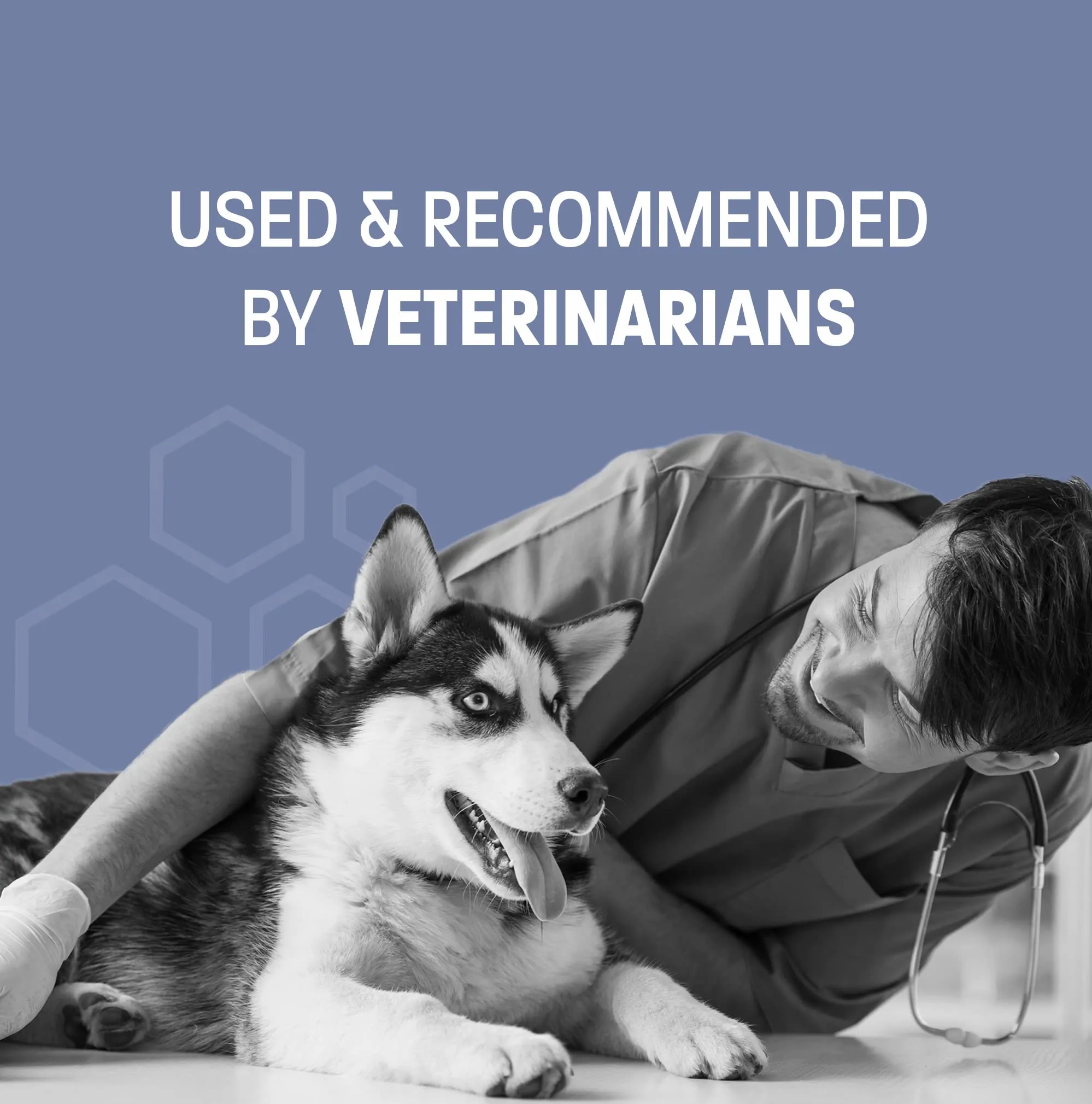 Antiseptic Flush for Cat & Dog Itch Relief