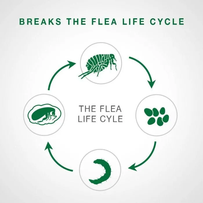 Bayer/Elanco - Advantage II - Topical Flea Treatment for Dogs (For Dogs Over 25kg)