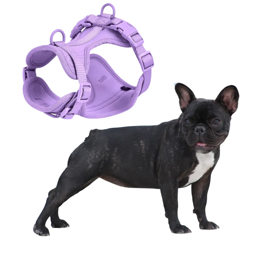 Frenchie Quick Release Harness Leash Set