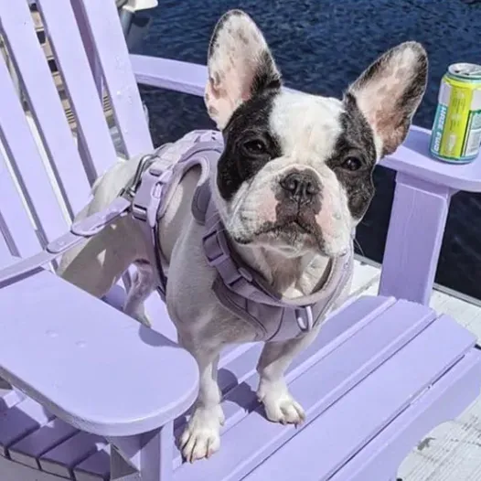 Frenchie Quick Release Harness Leash Set