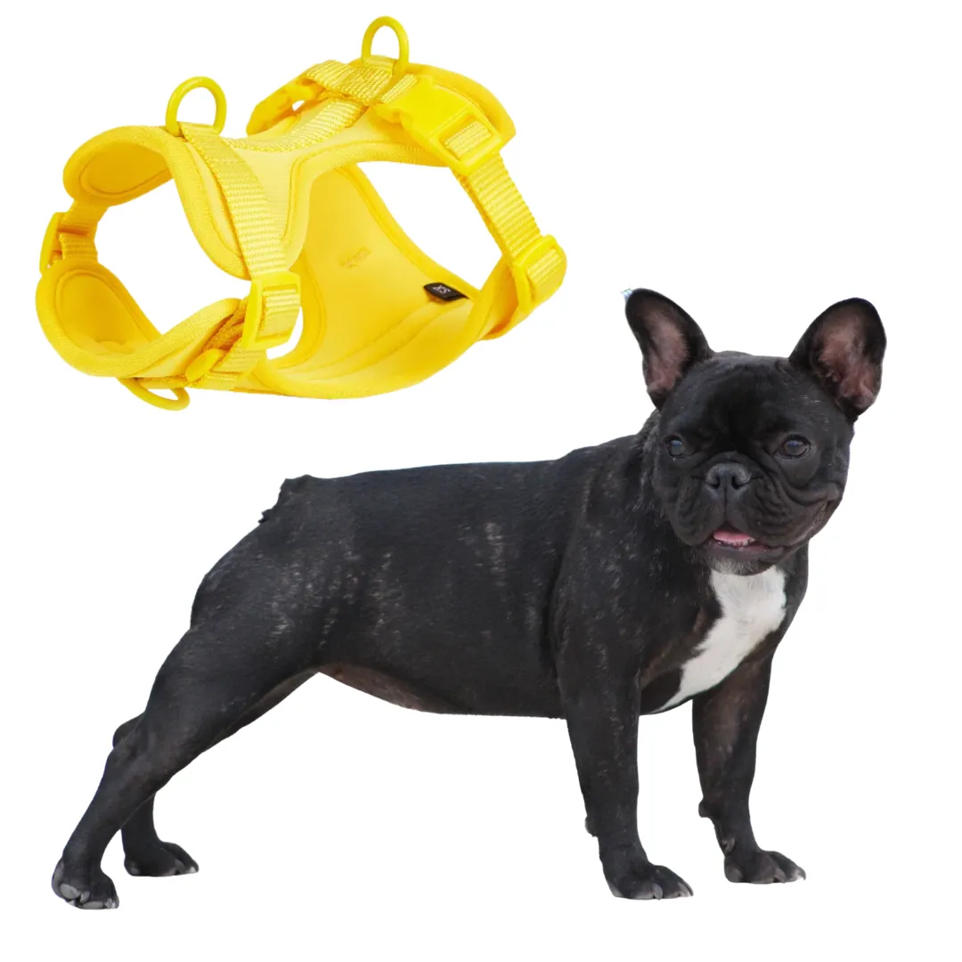 Frenchie Quick Release Harness Leash Set
