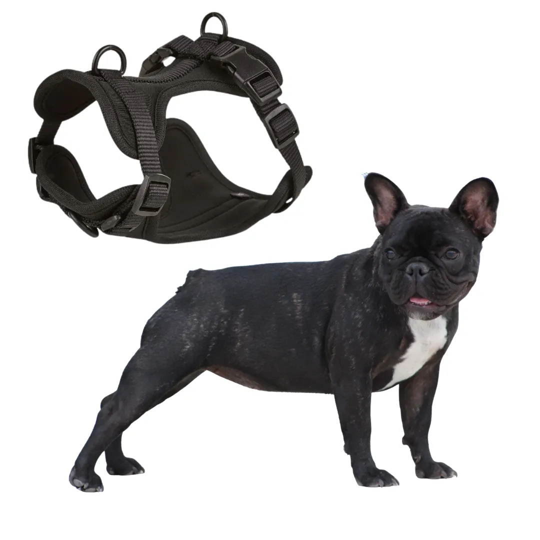 Frenchie Quick Release Harness Leash Set
