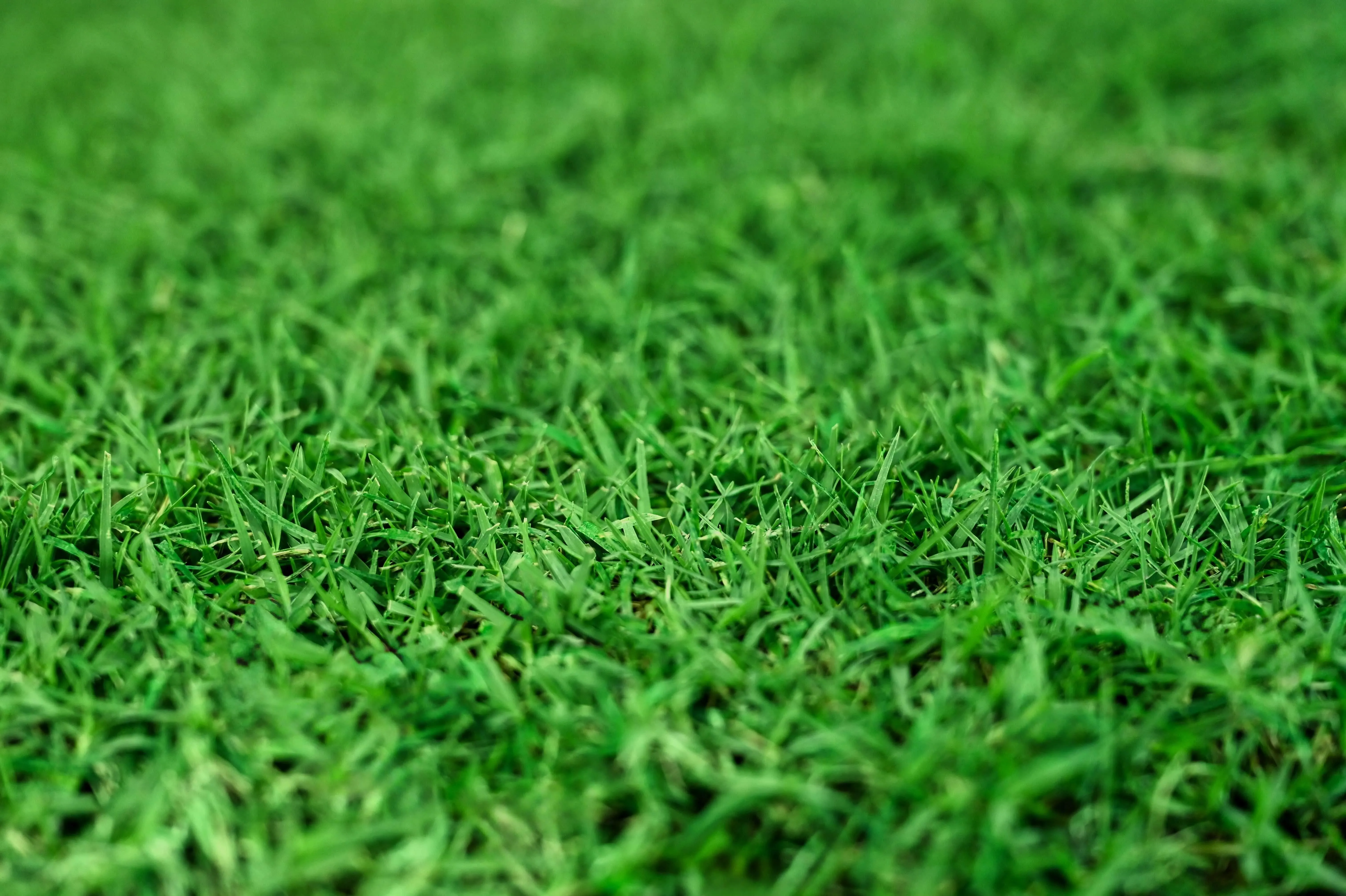 Gotta Go Grass with Tray   Waste Bags   Waste Bag Dispenser
