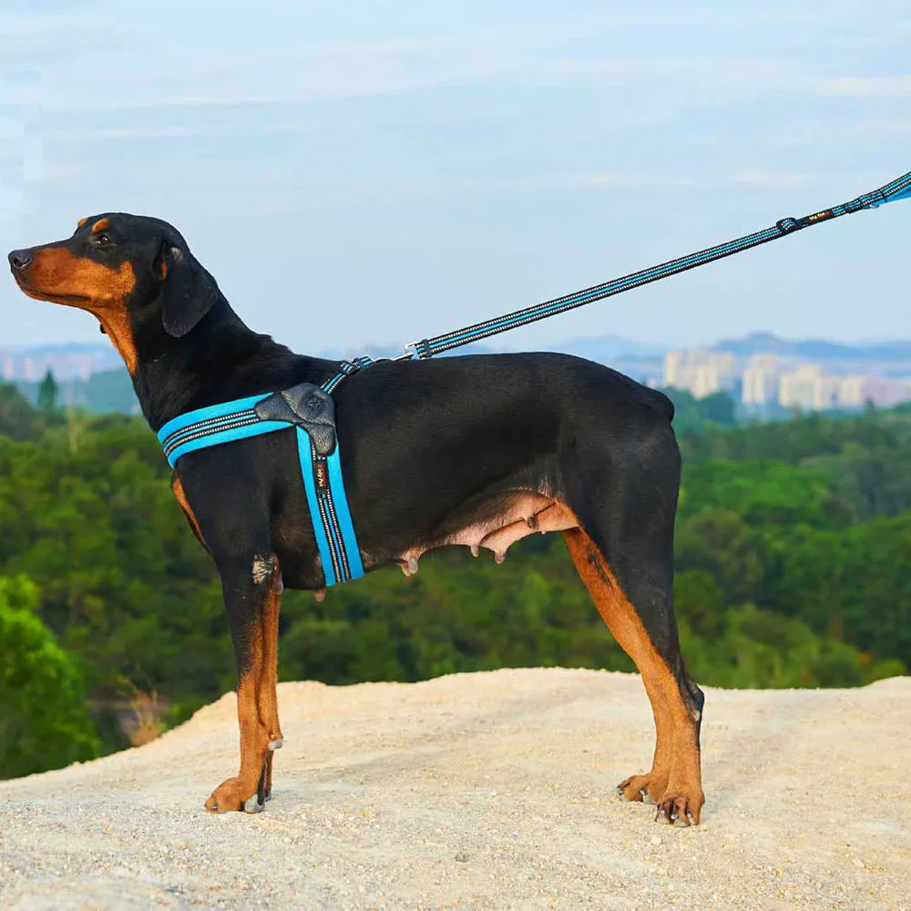 PAWS ASIA Factory Reflective Breathable Mesh Tough Tactical Dog Harness Set