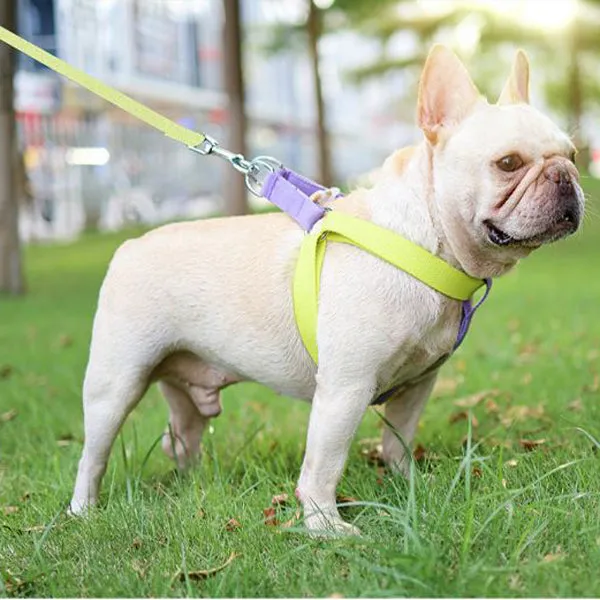 Pureleash™️ - French Bulldog Harness And Leash
