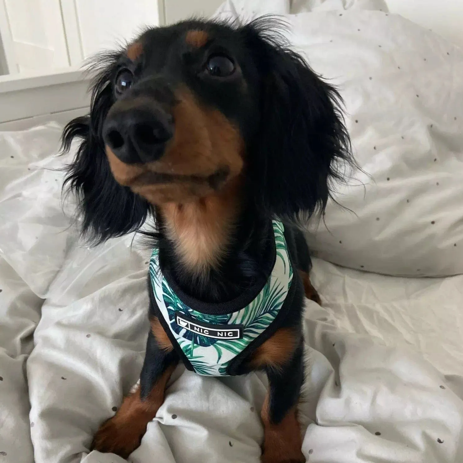 Unicorn Dachshund Harness and Leash Set