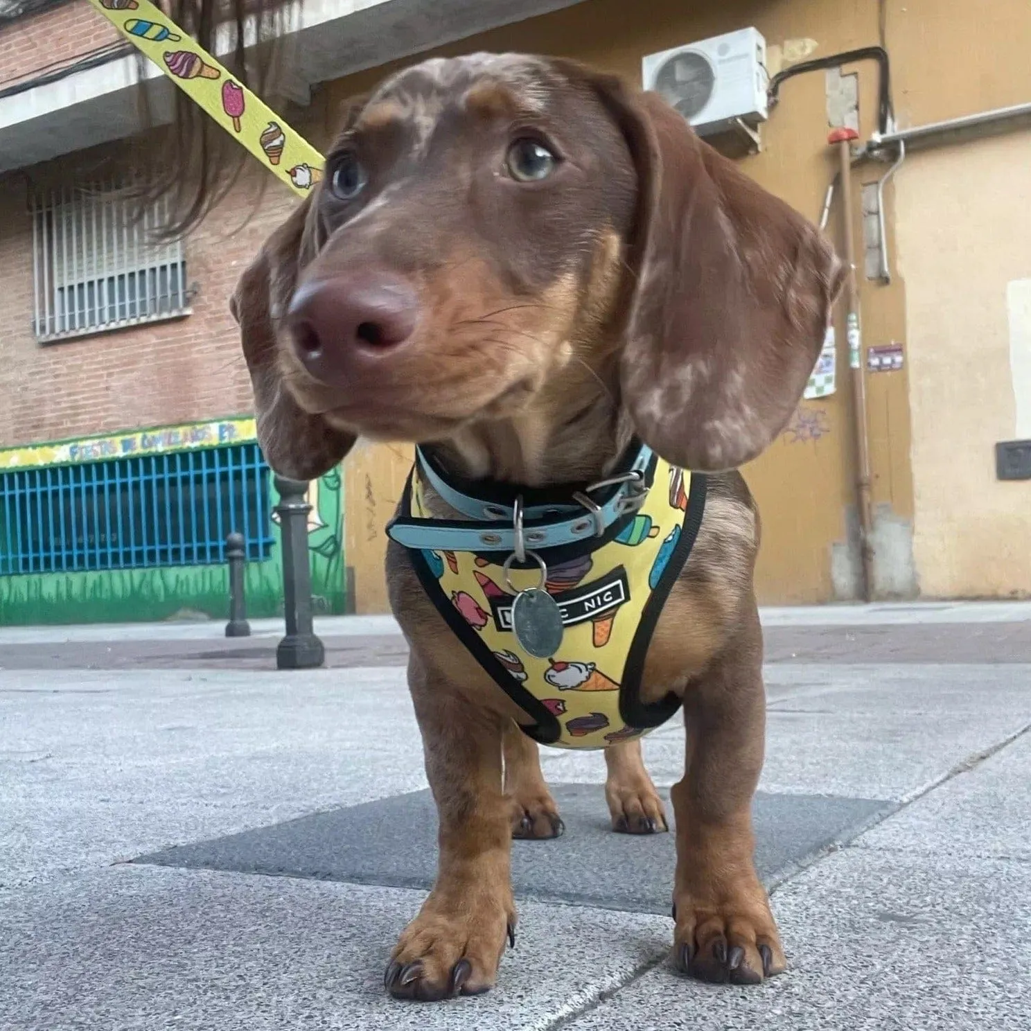 Unicorn Dachshund Harness and Leash Set