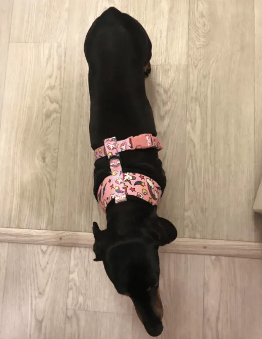 Unicorn Dachshund Harness and Leash Set