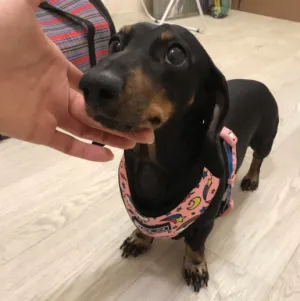 Unicorn Dachshund Harness and Leash Set